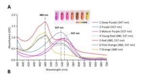 شکل7- تعیین مشخصات بتالاین ها با استفاده از اسپکتروفتومتری جذبی UV-Vis