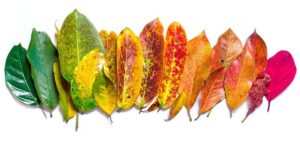 شکل2- تغییر رنگ برگ ها به دلیل تغییر نسبت میزان رنگدانه های موجود در آنها