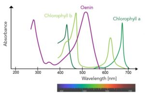 شکل4- تعیین پارامترهای کلروفیل ها با استفاده از اسپکتروفتومتری جذبی